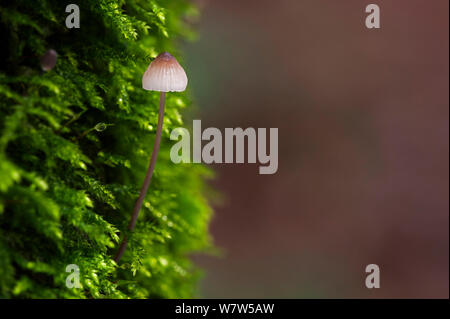 Blutungen fairy Helm (Mycena haematopus) von einem Moos bedeckt Baumstamm, Belgien, November. Stockfoto