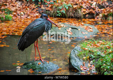 Schwarzstorch (Ciconia nigra), Bayerischer Wald/Nationalpark Bayerischer Wald, Deutschland, Oktober. Stockfoto