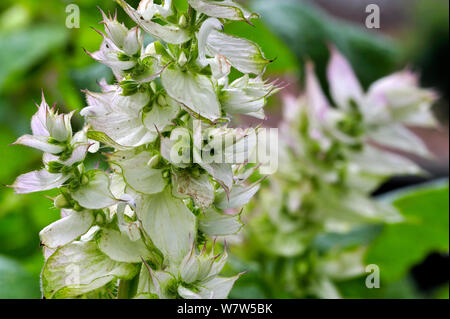 Nahaufnahme von Muskatellersalbei (Salvia sclarea) in Blume, native auf den nördlichen Mittelmeerraum, Juni. Stockfoto