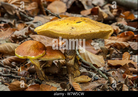 Jersey Kuh Pilz (Suillus bovinus), Belgien, Oktober. Stockfoto