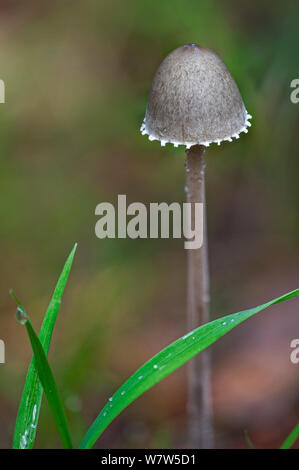 Petticoat mottlegill (Artikel Panaeolus sphinctrinus), Belgien, Oktober. Stockfoto