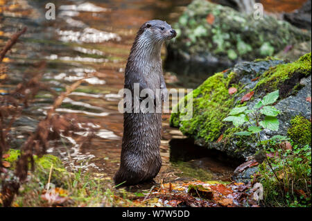 Europäischer fluss Fischotter (Lutra lutra) stehend auf dem Rücken, die Beine in einem Fluss, um das Suchen, Bayerischer Wald/Nationalpark Bayerischer Wald, Deutschland, Oktober. Gefangen. Stockfoto