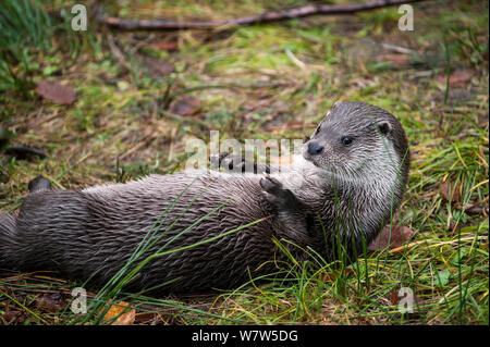 Europäischen Fischotter (Lutra Lutra) liegen auf dem Rücken am Ufer ...