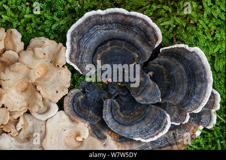 Türkei Schwanz (Trametes versicolor), Belgien, Oktober. Stockfoto