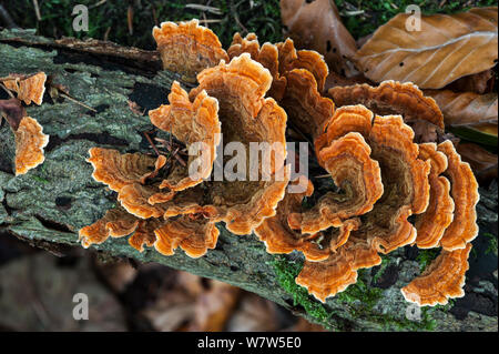 Türkei Schwanz (Trametes versicolor), Belgien, Oktober. Stockfoto