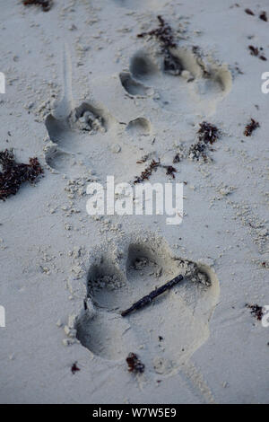 Hippo Footprints (Hipopotamus amphibius) in den sand Strand, Insel, Guinea-Bissau Orango. Stockfoto