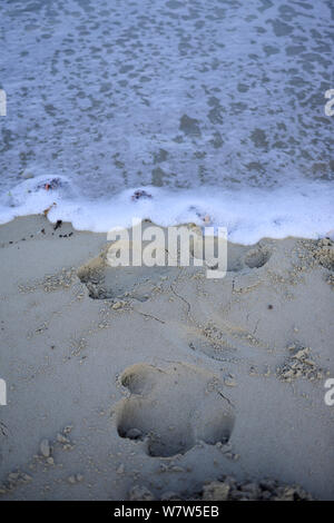 Hippo Footprints (Hipopotamus amphibius) in den sand Strand, Insel, Guinea-Bissau Orango. Stockfoto