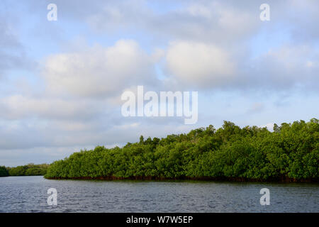 Mangroven Sümpfe an der Küste der Insel Orango, Guinea-Bissau, Dezember 2013. Stockfoto