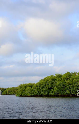 Mangroven Sümpfe an der Küste der Insel Orango, Guinea-Bissau, Dezember 2013. Stockfoto