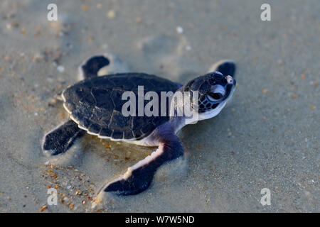 Suppenschildkröte (Chelonia mydas) Hatchling" auf dem Weg zum Meer vom Strand, Insel Poilao, Guinea-Bissau. Stockfoto