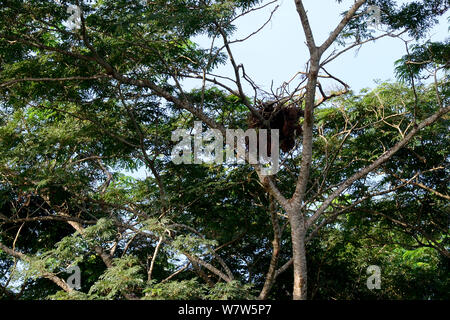 Schimpanse (Pan troglodytes Verus) Nest Cantanhez Nationalpark, Guinea Bissau. Stockfoto