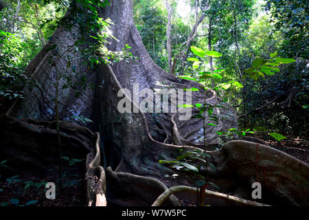 Große Kapok (Ceiba pentandra), Baum, Stamm und Wurzeln, cantanhez Nationalpark, Guinea-Bissau. Stockfoto