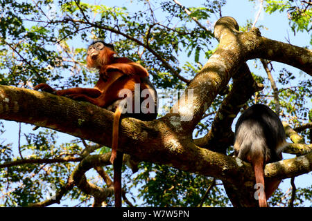 Obere Guinea Red Colobus Affen (Procolobus badius badius) Cantanhez Nationalpark, Guinea-Bissau. Stockfoto