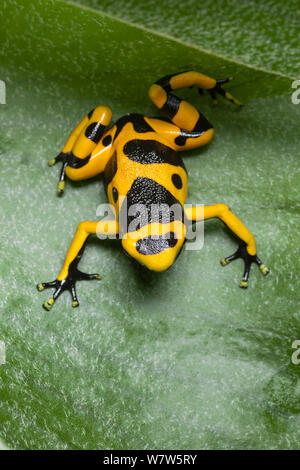 Yellow-banded Poison dart Frog (Dendrobates leucomelas) auf Blatt, Südamerika, Januar. Stockfoto