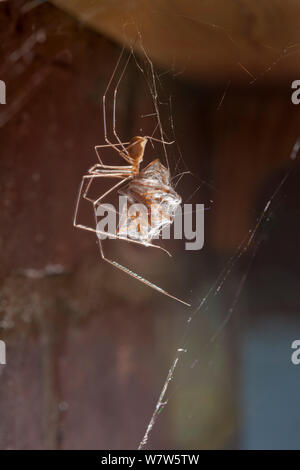 Keller Spider/Daddy Longlegs (Pholcus phalangioides) in ein Haus einziehen auf ein Haus Spinne (Tegenaria domestica), die er gefangen hat. Derbyshire, Großbritannien. Oktober. Stockfoto