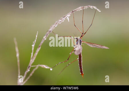 Crane Fly/Daddy Long Legs (Tipula paludosa) Weiblich, ruht auf Gras im Morgentau bedeckt. Nationalpark Peak District, Derbyshire, UK. September. Stockfoto