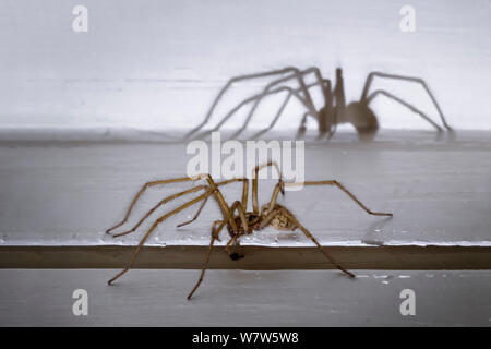 Haus Spider männlich (Tegenaria domestica) searcing für eine Frau in der Nacht. Derbyshire, Großbritannien. September. Stockfoto