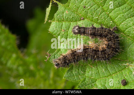Caterpillar Tagpfauenauge (Inachis io) Fütterung mit Brennnessel (Urtica dioica). Derbyshire, Großbritannien. September. Stockfoto