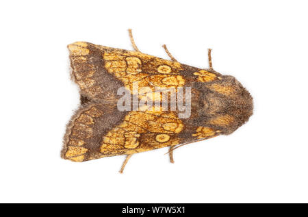 Frosted Orange Moth (Gortyna flavago), im mobilen Bereich Studio auf weißem Hintergrund fotografiert. Die National Forest, Leicestershire, UK. September. Stockfoto