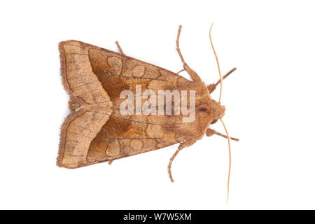 Rosy rustikalen Motte (Hydraecia micacea) im mobilen Bereich Studio auf weißem Hintergrund fotografiert. Nationalpark Peak District, Derbyshire, UK. August. Stockfoto