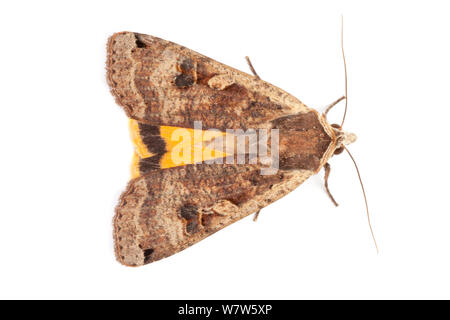 Große gelbe Underwing Motte männlich (Noctua pronuba) im mobilen Bereich Studio auf weißem Hintergrund fotografiert. Nationalpark Peak District, Derbyshire, UK. August. Stockfoto