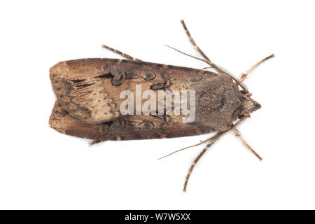 Dark Sword - Gras Motte (eulenfalter ipsilon) im mobilen Bereich Studio auf weißem Hintergrund fotografiert. Die National Forest, Leicestershire, UK. September. Stockfoto