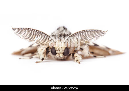 Männliche schwarze Bögen (Lymantria monacha) männlich, gefiederten Antennen. Im mobilen Bereich Studio auf weißem Hintergrund fotografiert. Surrey, Großbritannien. August. Stockfoto