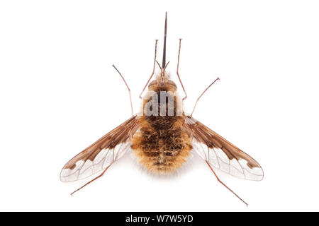 Gemeinsame Biene Fliege (Bombylius major) im mobilen Bereich Studio auf weißem Hintergrund fotografiert. Nationalpark Peak District, Derbyshire, UK. Mai. Stockfoto