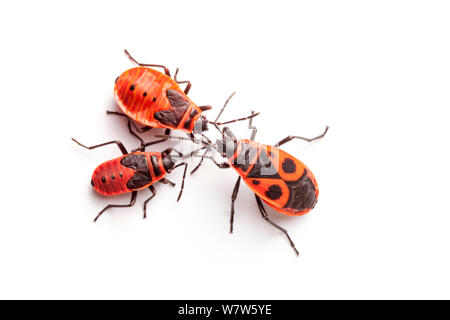 Feuer (Pyrrhocoris apterus) Bugs fotografiert auf einem weißen Hintergrund im mobilen Bereich Studio, Normandie, Frankreich. Juli. Stockfoto