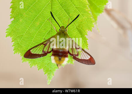 Breite - Biene Tabakschwärmer (Hemaris fuciformis) Surrey, Großbritannien begrenzt. Juni. Stockfoto