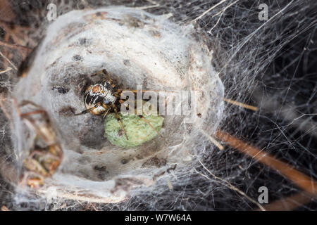 Mutter Pflege Spinne (Theridion sisyphium) Weibchen bewacht Ei sac. Wenn die spiderlings Limousine, die Mutter füttert sie wiedergekäut Essen. Nationalpark Peak District, Derbyshire, UK. August. Stockfoto