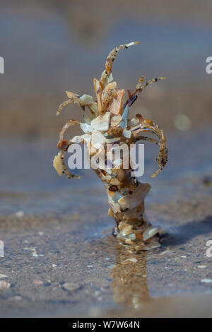 Sand Mason Worm (Lanice conchilega) Rohr im Sand am Strand, Colwyn Bay, Wales, UK. Mai. Stockfoto