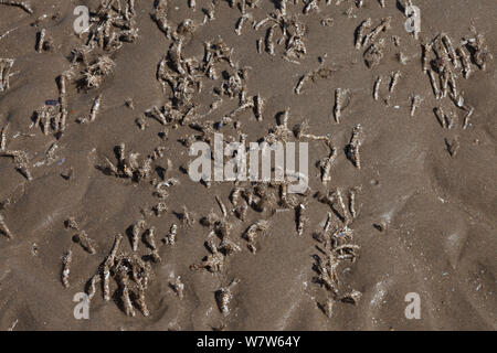 Sand Mason Worms (Lanice conchilega) Rohr im Sand am Strand, Colwyn Bay, Wales, UK. Mai. Stockfoto