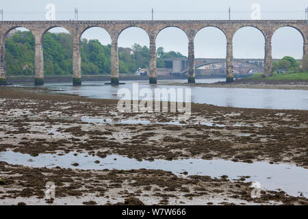 Mündungs- Schlamm bei Ebbe unter die Royal Border Bridge auf dem Fluss Tweed, Berwick upon Tweed, Northumberland, Großbritannien ausgesetzt. Stockfoto