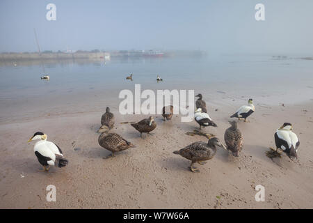 Eiderenten (Somateria Mollissima) am Sandstrand im Hafen, Northumberland, Großbritannien. Mai. Stockfoto