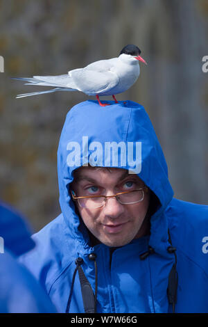 Küstenseeschwalbe (Sterna Paradisaea) ruht auf Mann&#39;s Head. Farne Islands, Northumberland, Großbritannien. Mai. Stockfoto