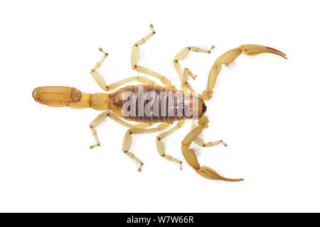 Wüste haarige Scorpion (Hadrurus Arizonensis) fotografiert auf einem weißen Hintergrund. Captive, aus Nordamerika. Stockfoto