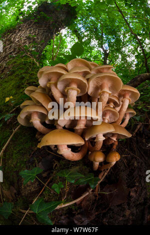 Honig (Armillaria Mellea) Pilz wachsen auf reife Esche (Fraxinus excelsior). Nationalpark Peak District, Derbyshire, UK. September. Stockfoto