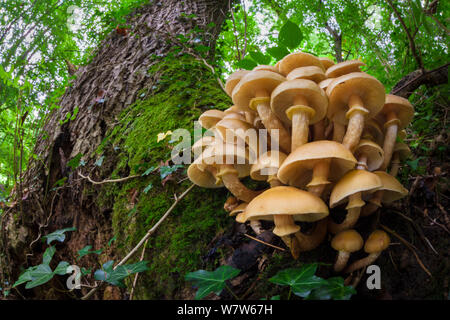 Honig (Armillaria Mellea) Pilz wachsen auf reife Esche (Fraxinus excelsior). Nationalpark Peak District, Derbyshire, UK. September. Stockfoto