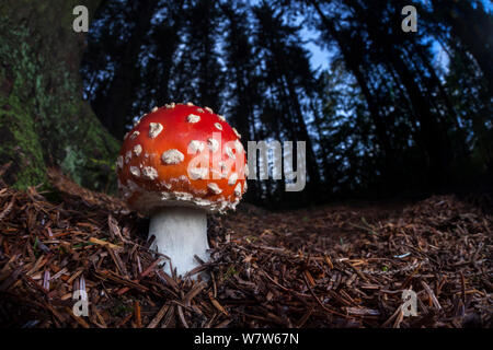 Fly Agaric (Amanita muscaria) wächst in den herbstlichen Wald in der Nacht. Nationalpark Peak District, Derbyshire, UK. Oktober. Stockfoto