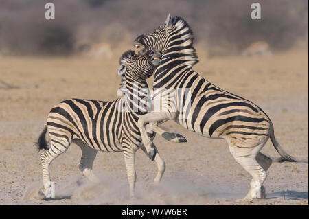 Zwei Burchell's Zebra (Equus quagga Ebenen/burchelli) Hengste kämpfen, Etosha National Park, Namibia, August. Stockfoto