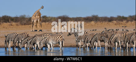 Burchell's Zebra (Equus quagga Ebenen/burchelli) Herden und zwei Giraffen (Giraffa Camelopardalis) am Wasserloch, Etosha National Park, Namibia, Juli. Stockfoto