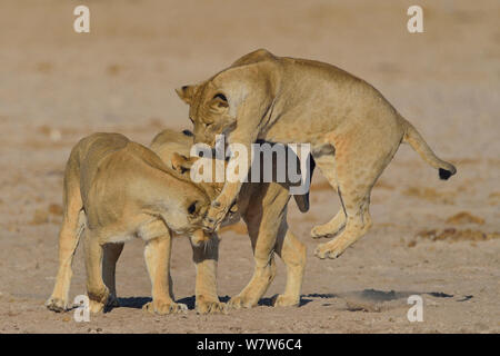 Junge Löwin (Panthera leo) springen auf andere stolz Mitglieder, Etosha National Park, Namibia, Juli. Stockfoto