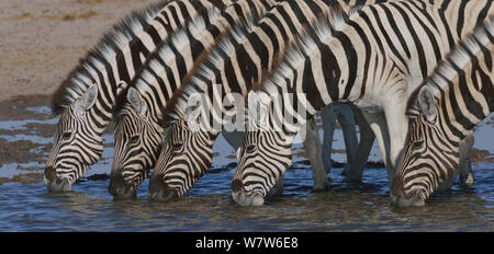 Fünf Burchell's/Ebenen Zebras (Equus quagga/burchelli) trinken, Etosha National Park, Namibia, Juli. Stockfoto