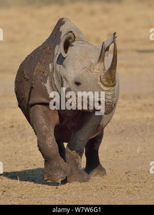 Schwarzes Nashorn (Diceros bicornis) im Schlamm bedeckt, Etosha National Park, Namibia, Juli, vom Aussterben bedrohten Arten. Stockfoto