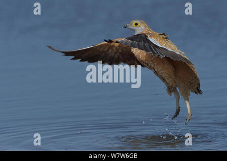 Burchell's/Ebenen sandgrouse (Pterocles burchelli), über Wasser, Etosha, Namibia, Juli. Stockfoto