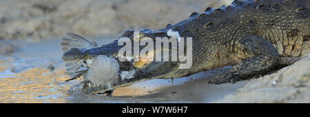 Nilkrokodil (Crocodylus niloticus) ins Wasser mit Kap Turteltaube (Streptopelia capicola) Beute, Chobe River, Botswana, März. Stockfoto