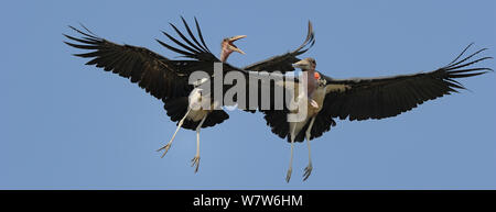 Zwei Störche Marabu (Leptoptilos crumeniferus) im Flug zu interagieren, Chobe River, Botswana, November. Stockfoto