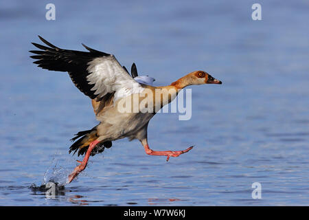 Nilgans (Alopochen Aegyptiaca) Start von der Wasseroberfläche, Chobe River, Botswana, April. Stockfoto