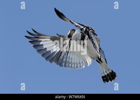 Pied Kingfisher (Ceryle rudis) Schweben, Chobe River, Botswana, Juni. Stockfoto